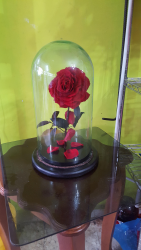 Rosa de la Bella y la Bestia